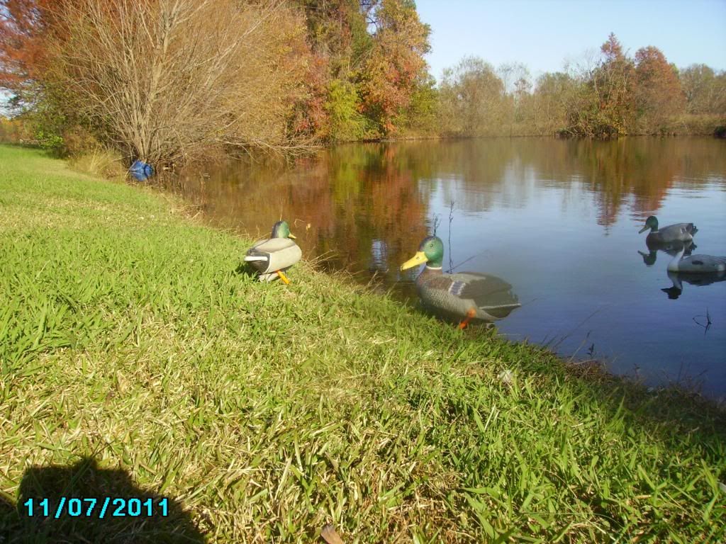 Duck field decoys Duck Hunting Forum